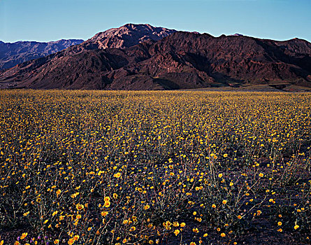 加利福尼亚,死亡谷国家公园,荒芜,向日葵,野花,盛开,死谷,大幅,尺寸