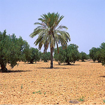 棕榈树,橄榄林,突尼斯,非洲