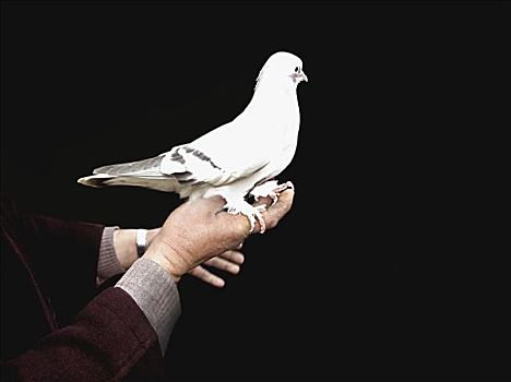 白鸽,栖息,手