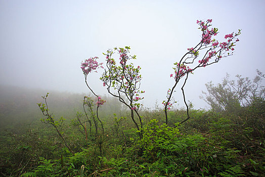 山,映山红,杜鹃,花,春天,春色,雾,朦胧,氤氲,树枝,柔美,梦幻