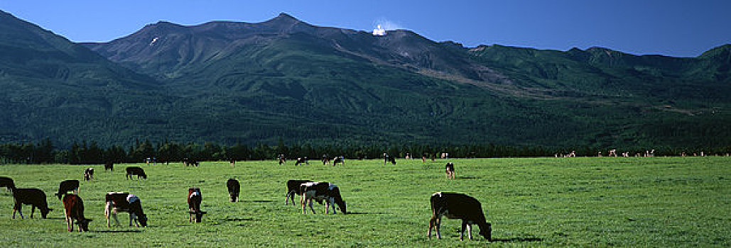 山脉,母牛