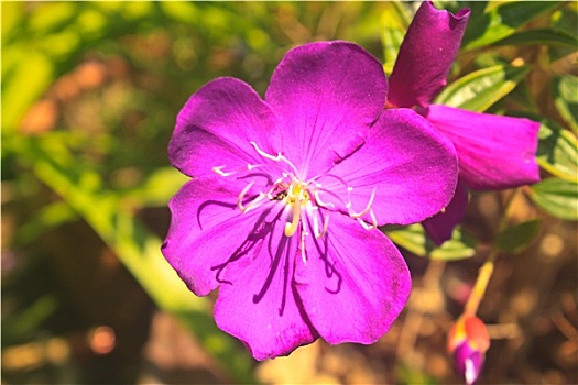 紫罗兰,花