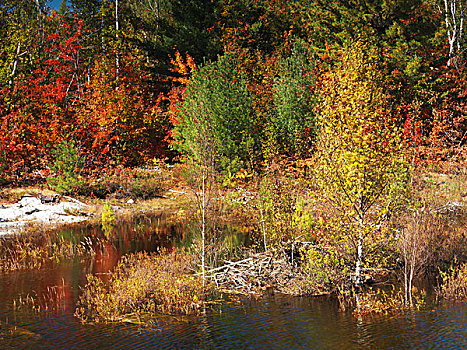 海狸,房子,水塘,漂亮,秋天,自然风光,基拉尼省立公园,安大略省,加拿大