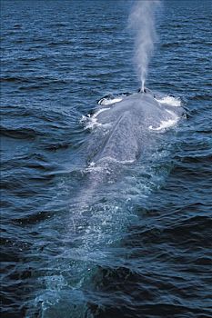 蓝鲸,呼吸孔,濒危,科特兹海,墨西哥
