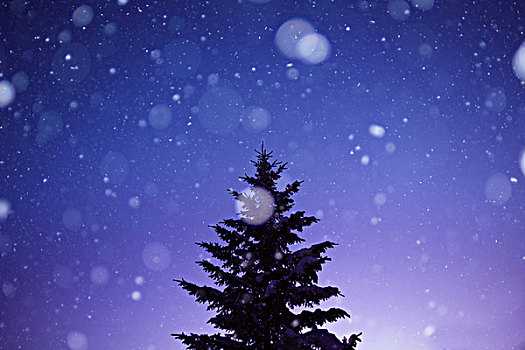 树,雪