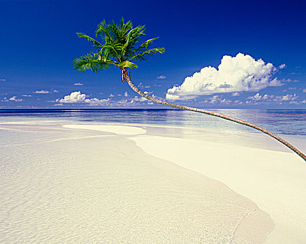 热带海岛,场景,珊瑚礁,棕榈树,马尔代夫,印度洋
