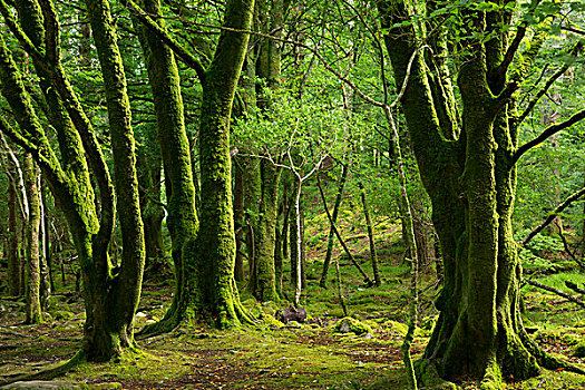 苔藓,树,靠近,瀑布,基拉尼国家公园,凯瑞郡,爱尔兰