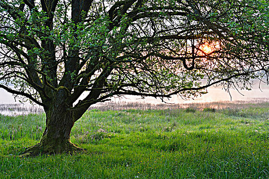 树,日出,春天,地区,黑森州,德国