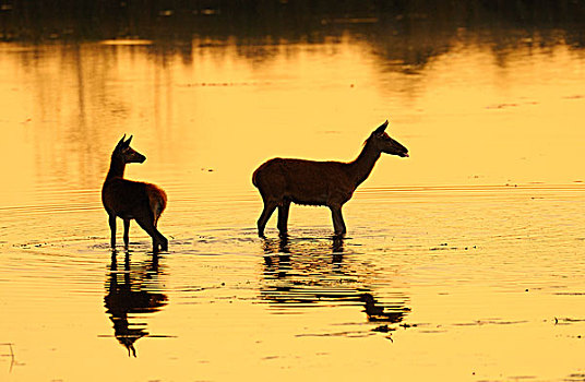 赤鹿,生物保护区,萨克森,德国