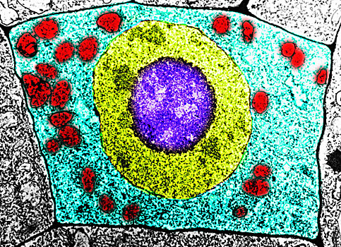 透射电子显微图,细胞