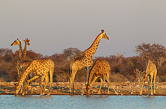南非,长颈鹿,会面,水潭,夜光,埃托沙国家公园,纳米比亚,非洲