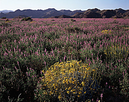 加利福尼亚,约书亚树国家公园,野花,地点,羽扇豆属,大幅,尺寸