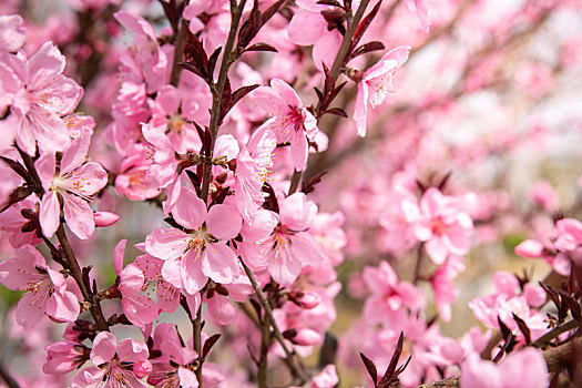 粉色,桃花