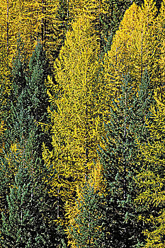 花旗松,库特尼国家公园,不列颠哥伦比亚省,加拿大