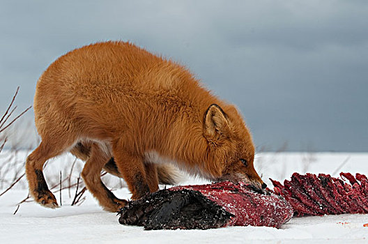 红狐,狐属,畜体,堪察加半岛,俄罗斯