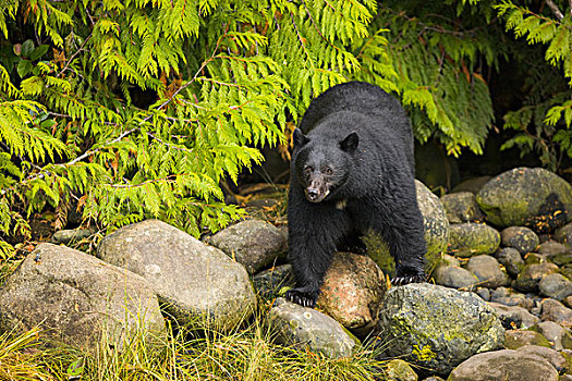 黑熊,美洲黑熊,雄性,三文鱼,河流,温哥华岛,不列颠哥伦比亚省,加拿大