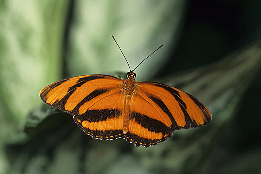 加拿大,安大略省,尼亚加拉瀑布,橙虎蝶