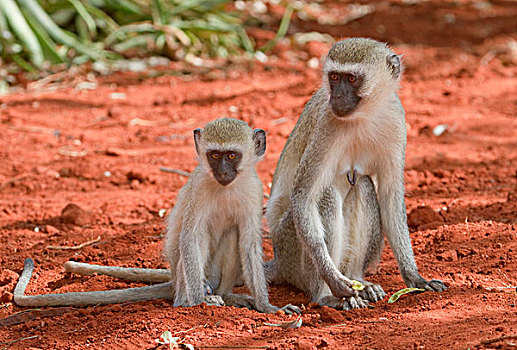 黑长尾猴,猴子,年轻,塔斯沃国家公园,肯尼亚,非洲