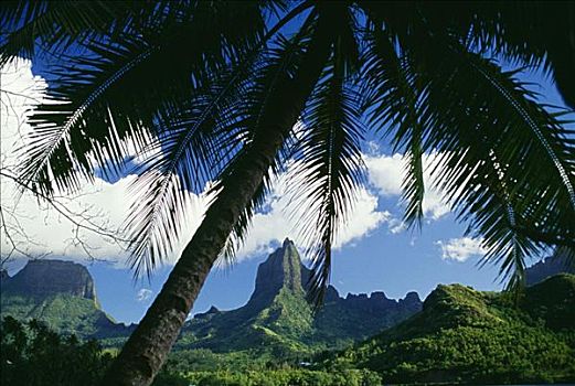 法属玻利尼西亚,塔希提岛,茉莉亚岛,巴厘海,棕榈树,前景