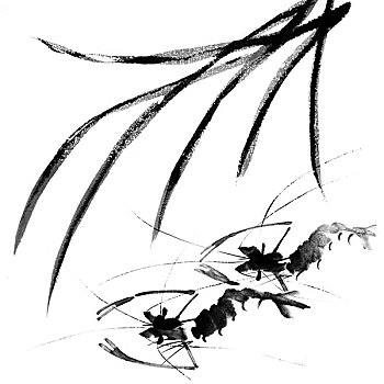 蝦