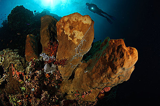 大,海绵,潜水,背景,苏拉威西岛,印度尼西亚