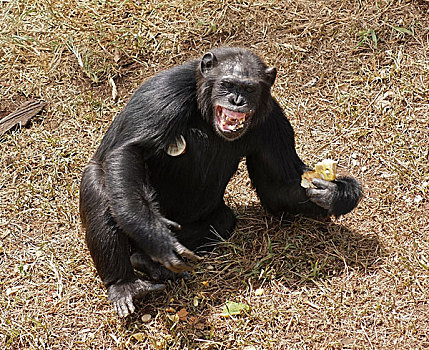 黑猩猩,牙齿