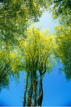 榆树,树,温哥华,不列颠哥伦比亚省,加拿大