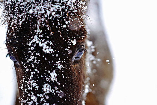 马,冬天