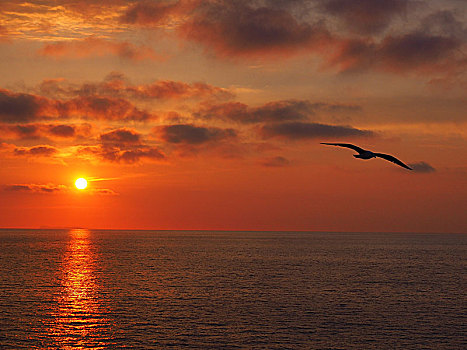 日落,上方,海洋,海鸥,飞翔,伊斯基亚,坎帕尼亚区,意大利,欧洲