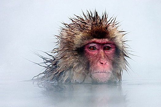 日本猕猴,雪猴,湿透,温泉,日本