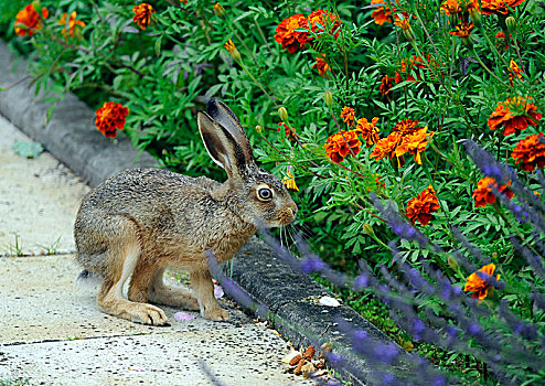 野兔,花,边界,夏天,花园
