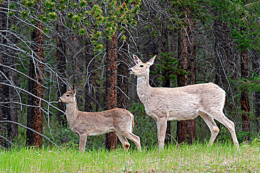 鹿,树林,碧玉国家公园,艾伯塔省,加拿大