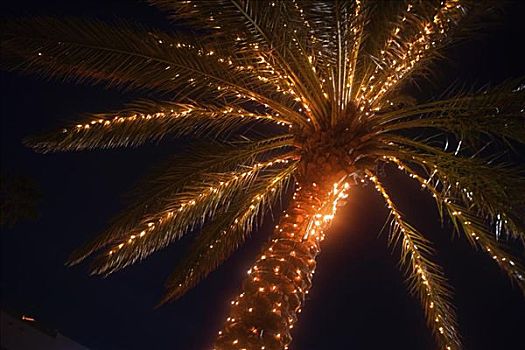 仰视,棕榈树,光亮,黄昏
