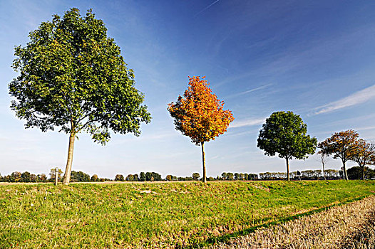 秋天,色彩,树,地区,汉堡市,德国,欧洲