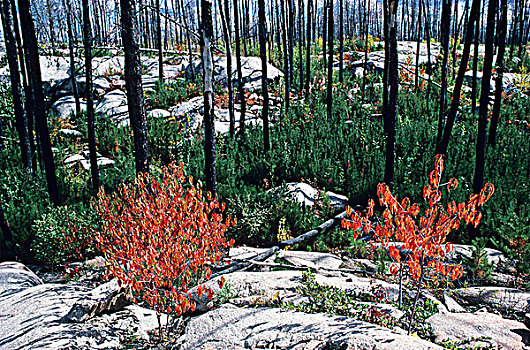 灌木,幼苗,燃烧,省立公园,曼尼托巴,加拿大