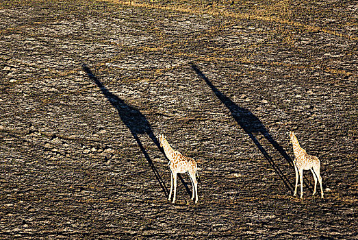 南方长颈鹿,长颈鹿,两个男人,迟,晚间,航拍,奥卡万戈三角洲,莫雷米禁猎区,博茨瓦纳,非洲