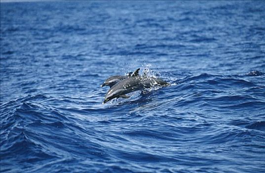 常见海豚,真海豚,一对,跳跃,新西兰