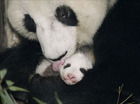 大熊猫,母亲,清洁,幼兽,中国
