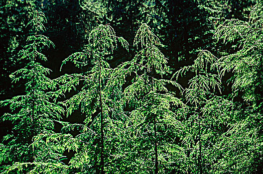 年轻,铁杉,树,不列颠哥伦比亚省,加拿大