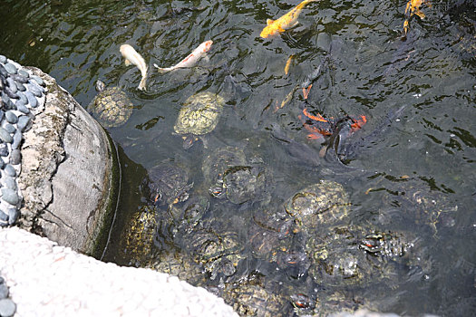 马来西亚槟城泰佛寺