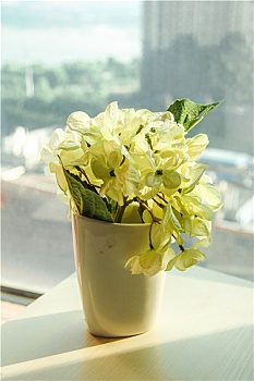 桌上花瓶里的花朵特写镜头