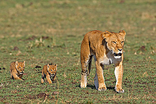 非洲狮,狮子,马赛马拉,肯尼亚