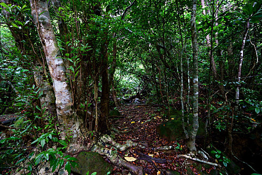 丛林,岛屿,冲绳,日本