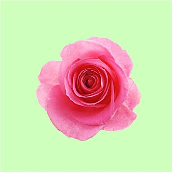 花,粉红玫瑰,薄荷,绿色背景