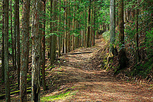 雪松,树林,历史,道路