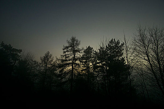 夜晚,照片,树,星星