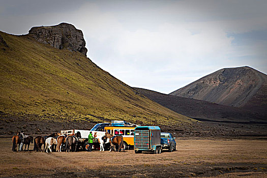 牛,运输,小马,冰岛