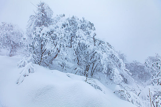 西岭雪山大雪的美丽风景