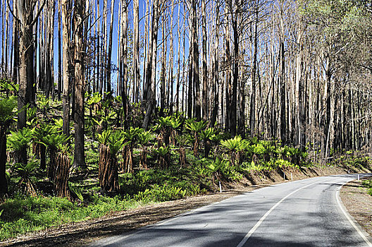 桫椤,恢复,亚拉山国家公园,维多利亚,澳大利亚