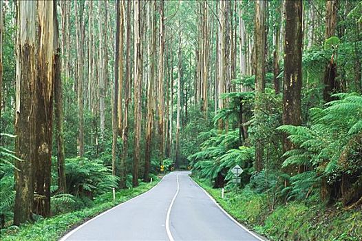 道路,花楸,树林,亚拉山国家公园,维多利亚,澳大利亚